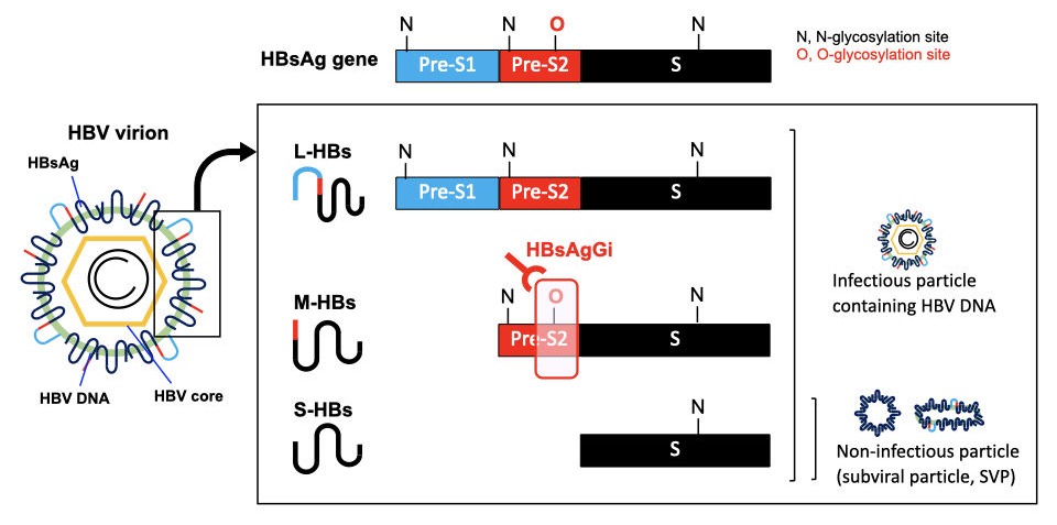 HBsAgGi specifically recognizes M-HBsAg in HBV virion