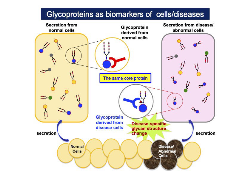 Glycoproteins as biomakers of cells/diseases