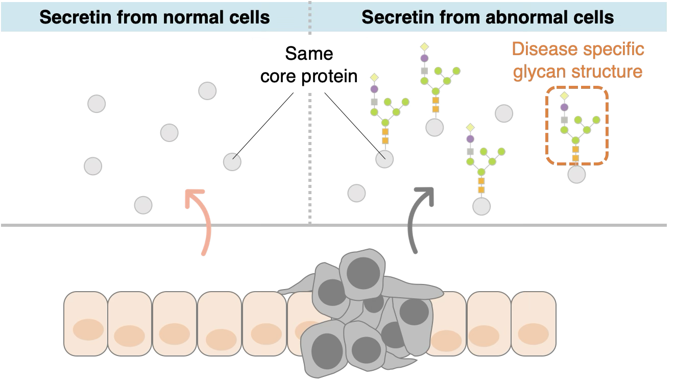Glycan Biomarkers