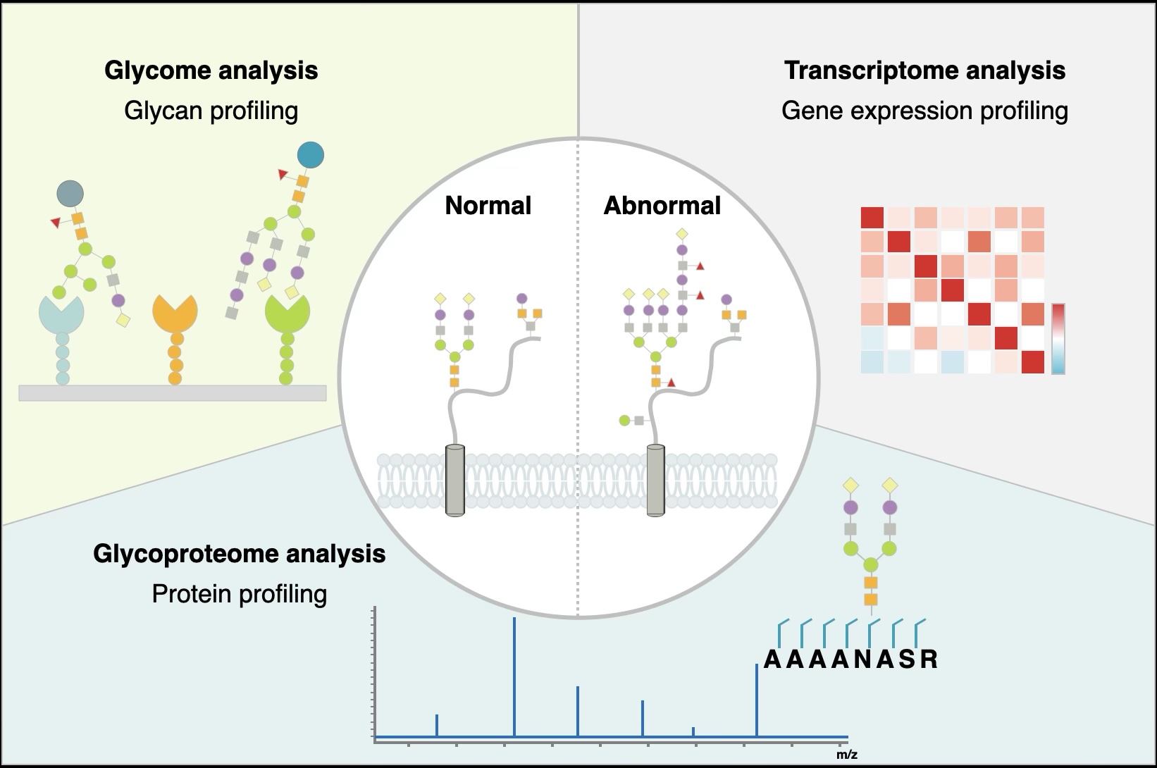 Glycan Biomarkers / In Vitro Diagnostics
