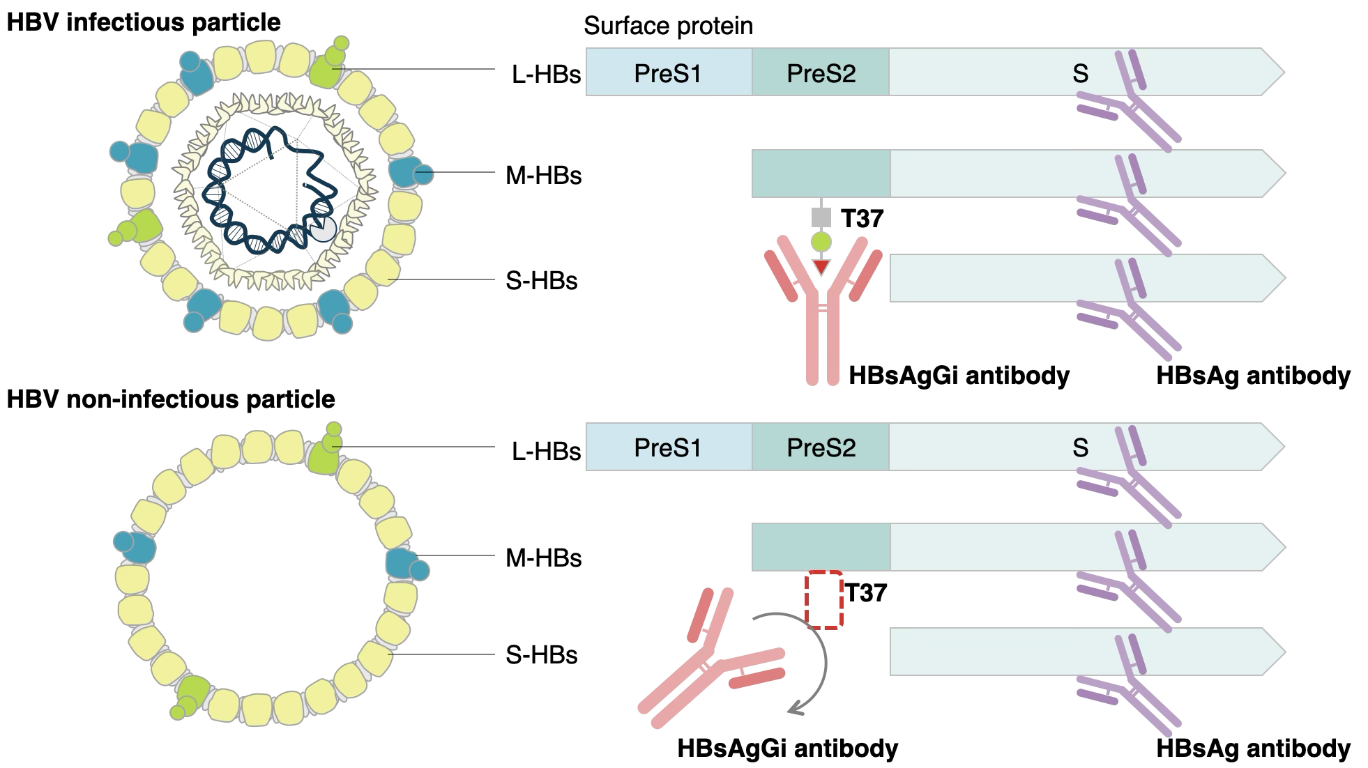HBV Glycan Biomarker HBsAgGi