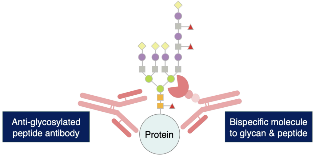 Contract Service for Glycan-Targeted Therapeutic Antibodies